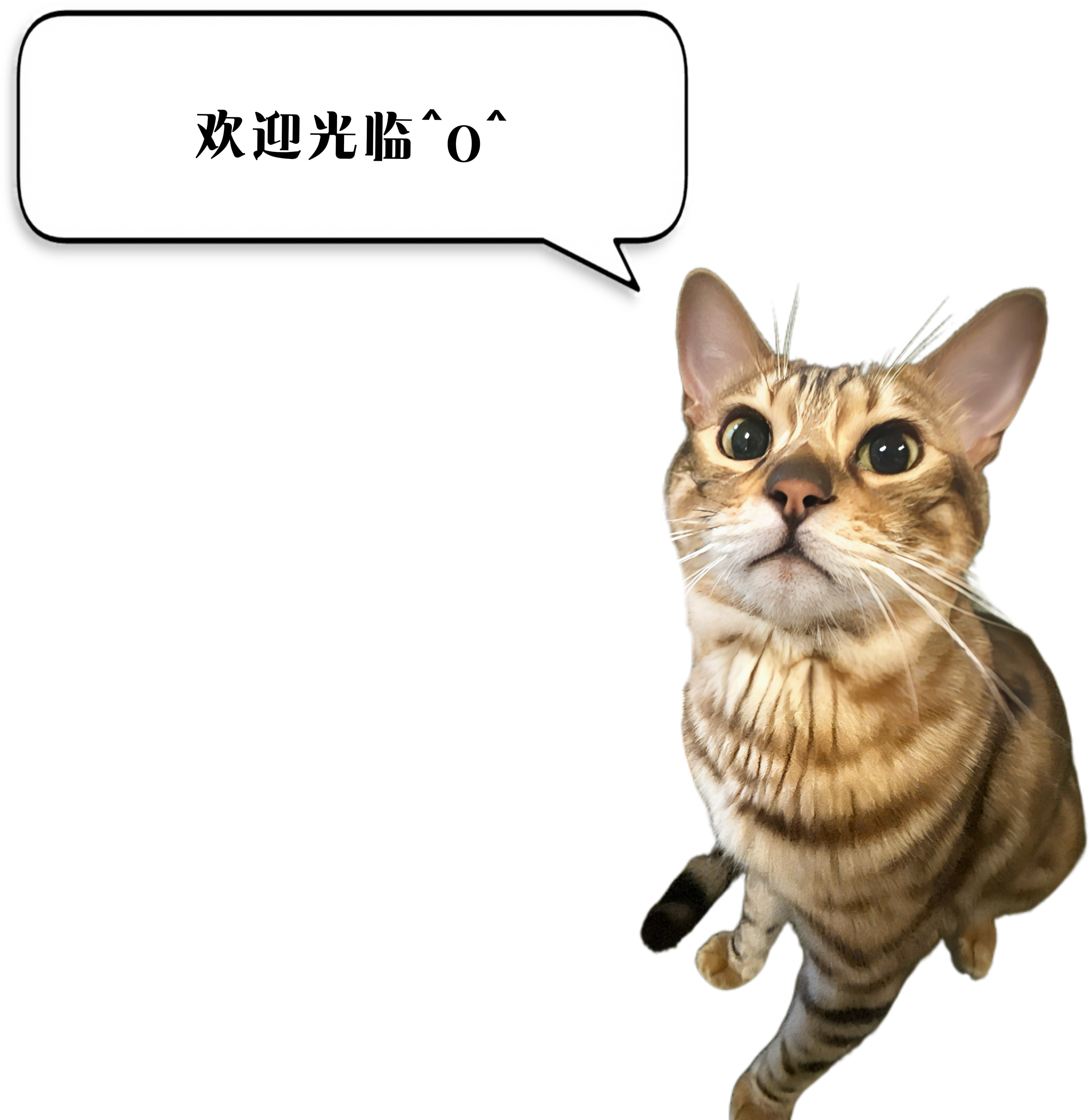 小鱼